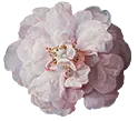 pink flower2